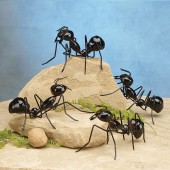 Metal Ant