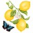 alices-lemons