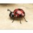 gt-ladybug